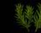 ROSEMARY
