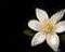MOROCCAN ORANGE FLOWER